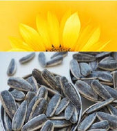 Fresh Roasted Large Black Salted Sunflower Seeds - 454 gr - ItalianMart