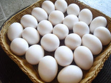FREE RANGE Eggs 12 pck