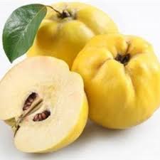 Fresh Premium Quince available only for brief period every year