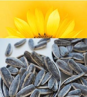 Fresh Roasted  Large Black Salted Sunflower Seeds - 454 gr